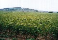 Clos de Vougeot